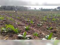 Musim Kemarau, Banyak Petani di Bojonegoro Mengadu Peruntungan Tanam Tembakau