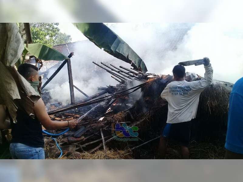 Ditinggal Cari Rumput, Kandang Sapi di Padangan Bojonegoro Hangus Terbakar