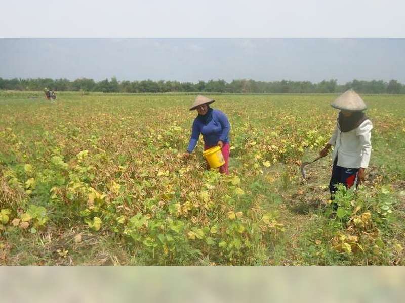 Pemerintah Pusat Bantu Petani Bojonegoro Sarana Produksi 1000 Hektare Tanaman Kedelai Beritabojonegoro Com