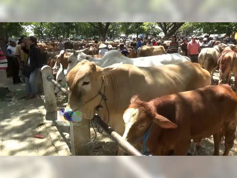 Jelang Iduladha Harga Sapi Di Bojonegoro Naik Hingga 20 Persen ...