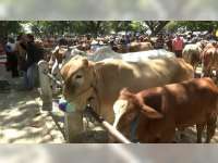 Jelang Iduladha Harga Sapi di Bojonegoro Naik Hingga 20 Persen