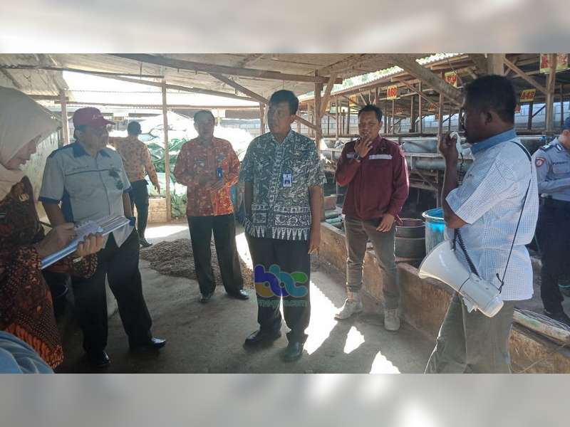 Kelompok Ternak Unggul Desa Trembes Malo, Ikuti Lomba Ternak Tingkat Provinsi Jatim