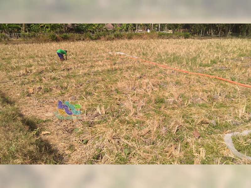 Kali Pacal Mengering, Petani Tembakau di Sugihwaras Terancam Kekurangan Air