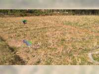 Kali Pacal Mengering, Petani Tembakau di Sugihwaras Terancam Kekurangan Air