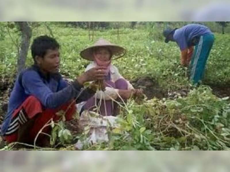 Dinas Pertanian Bojonegoro, Beri Pendampingan Petani Kacang Tanah