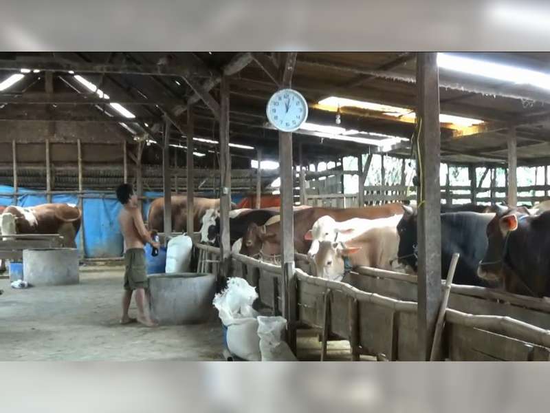 Banyak Tengkulak Sapi Berdatangan ke Bojonegoro