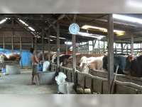 Banyak Tengkulak Sapi Berdatangan ke Bojonegoro