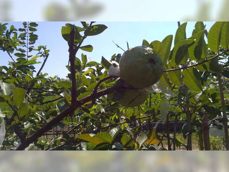 Desa Pagerwesi Kecamatan Trucuk Bojonegoro, Kembangkan Wisata Agro Jambu Kristal