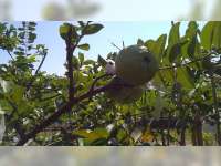 Desa Pagerwesi Kecamatan Trucuk Bojonegoro, Kembangkan Wisata Agro Jambu Kristal