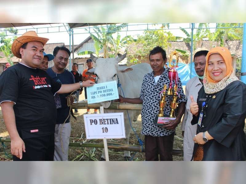 Ratusan Sapi Ukuran Besar di Blora, Dilombakan