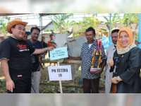 Ratusan Sapi Ukuran Besar di Blora, Dilombakan