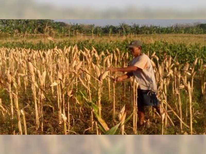 Jagung Menjadi Pilihan Petani di Kawasan Perbukitan Bojonegoro