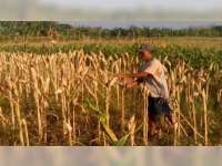 Jagung Menjadi Pilihan Petani di Kawasan Perbukitan Bojonegoro
