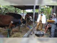 Disnakan Bojonegoro Periksa Kondisi Hewan Kurban di Lapak Penjual dan Peternak