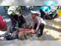 Laka-Lantas di Kapas Bojonegoro, Pengendara dan Pembonceng Motor Luka-Luka