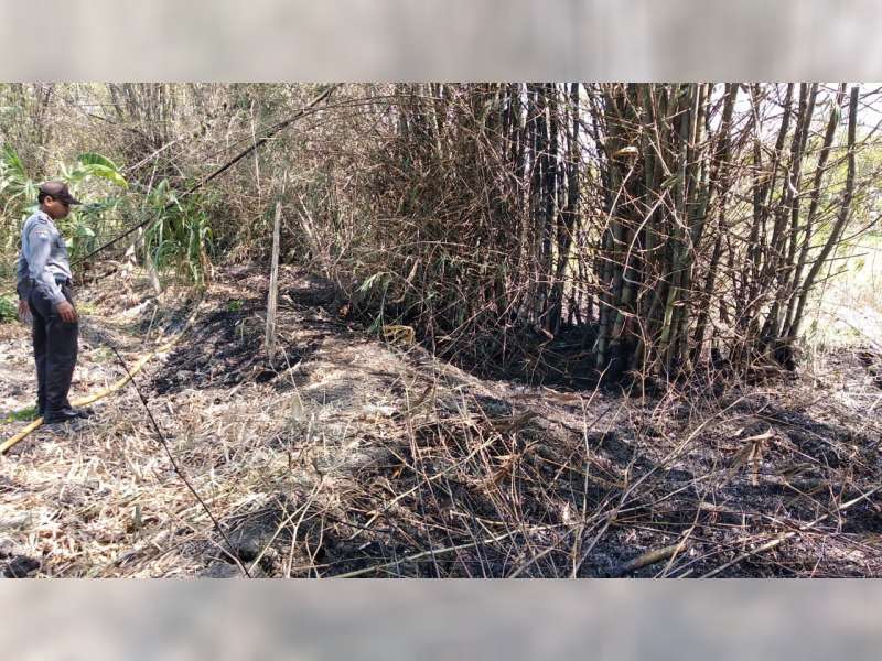 Kebakaran Rumpun Bambu Kembali Terjadi di Bojonegoro