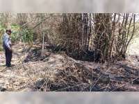 Kebakaran Rumpun Bambu Kembali Terjadi di Bojonegoro