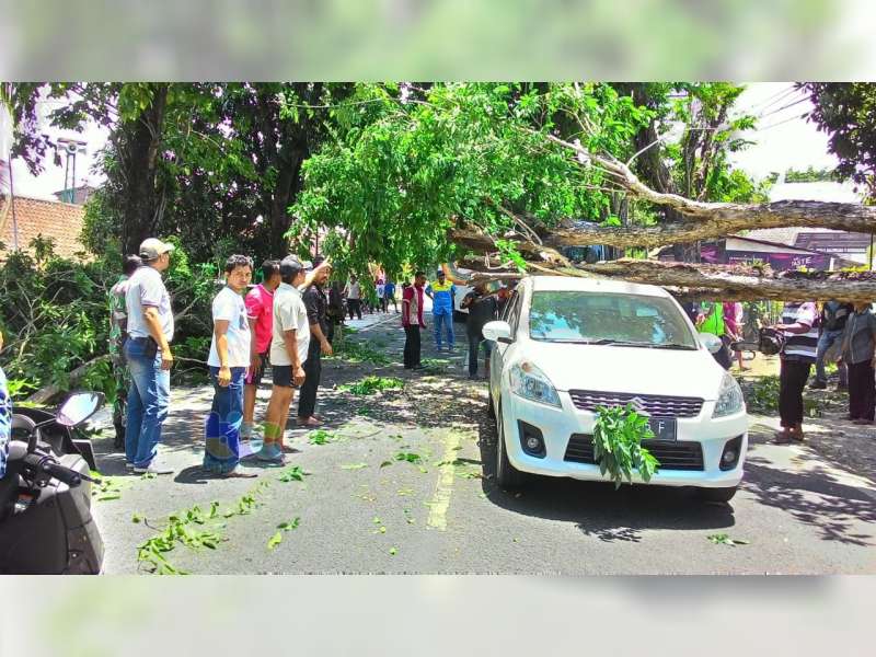 Sebuah Mobil Tertimpa Pohon Roboh di Jalan Raya Baureno Bojonegoro