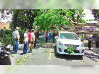 Sebuah Mobil Tertimpa Pohon Roboh di Jalan Raya Baureno Bojonegoro