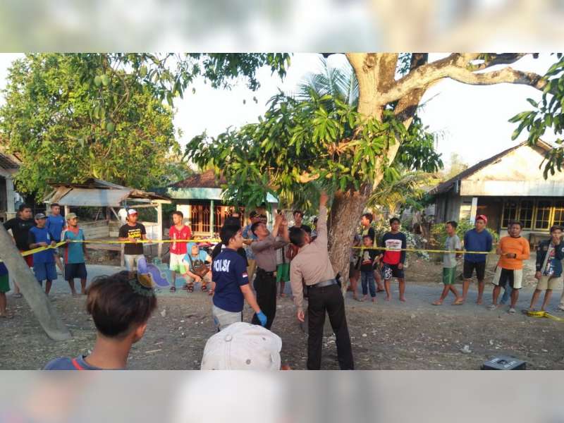 Tersengat Listrik, Warga Kedungadem Bojonegoro Meninggal Dunia di Atas Pohon Mangga