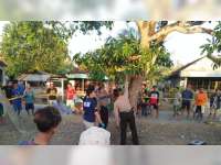 Tersengat Listrik, Warga Kedungadem Bojonegoro Meninggal Dunia di Atas Pohon Mangga