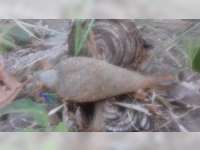 Mortir dan Amunisi Ditemukan Anak-Anak di Pinggir Sungai Bengawan Solo Bojonegoro