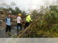 Pohon Tumbang di Jalan Raya Kalitidu Bojonegoro Sempat Bikin Arus Lau-Lintas Macet