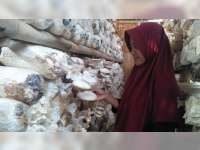 Warga Kerek Tuban Raup Puluhan Juta Rupiah dari Budidaya Jamur Tiram