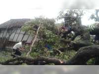 5 Rumah dan 2 Kandang di Gondang Bojonegoro Roboh Diterjang Angin