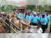 Disnakikan Blora Panen Pedet di Palon, Penyumbang Sapi Terbanyak di Jawa Tengah