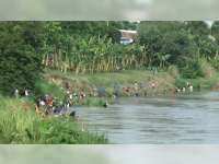 Ratusan Warga di Bantaran Sungai Bengawan Solo Bojonegoro, Panen Ikan Mabuk