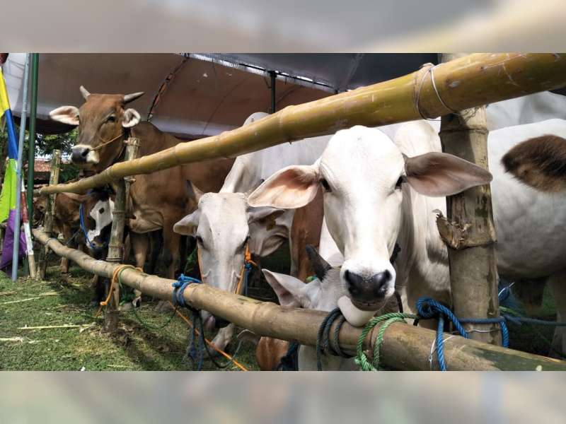 Terbanyak di Jawa Tengah, Kualitas Sapi Blora Harus Ditingkatkan