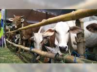 Terbanyak di Jawa Tengah, Kualitas Sapi Blora Harus Ditingkatkan