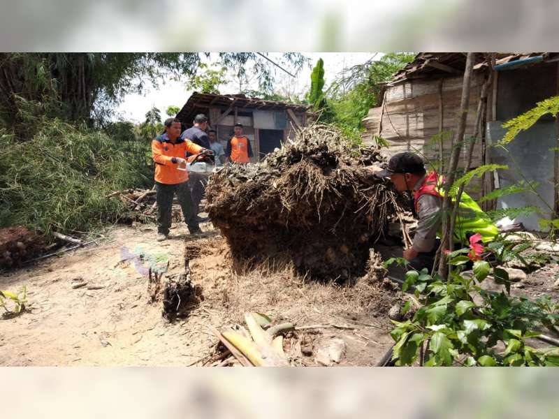 Dapur Milik Warga Ngasem Bojonegoro Rusak Tertimpa Rumpun Bambu Roboh