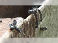 Ulat Bulu Ganggu Aktivitas Pelajar di Semanding Tuban