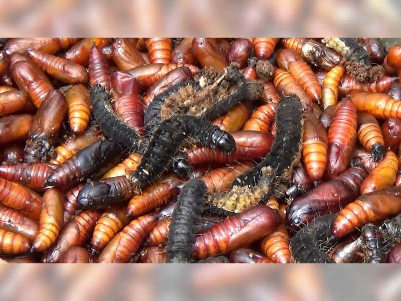 Enthung Jati, Kuliner Ekstrem Warga Pinggiran Hutan di Tuban