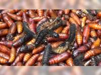 Enthung Jati, Kuliner Ekstrem Warga Pinggiran Hutan di Tuban