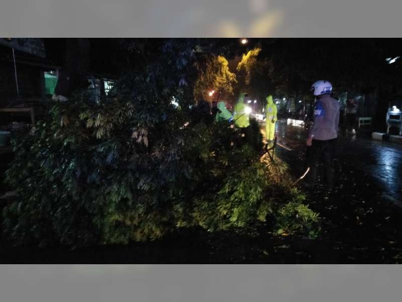 Pohon Tumbang di Jalan Raya Tuban, Arus Lalu-Lintas Sempat Tersendat