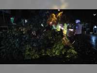 Pohon Tumbang di Jalan Raya Tuban, Arus Lalu-Lintas Sempat Tersendat