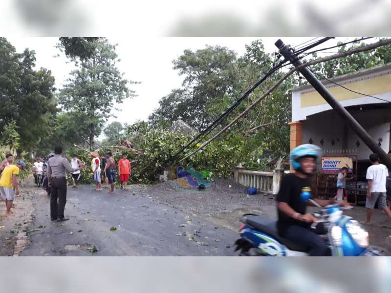 Pohon di Kuburan Tanjungharjo Kapas Bojonegoro &nbsp;Roboh dan Timpa Kabel Listrik