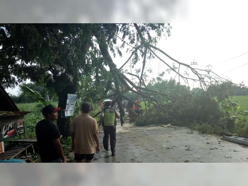 Akibat Angin Kencang, Sejumlah Pohon di Padangan Bojonegoro Roboh