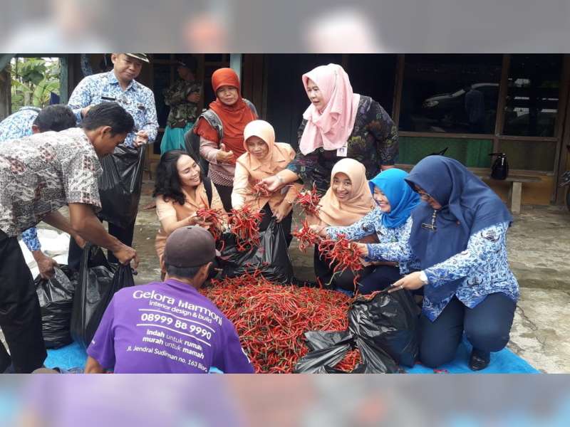 Harga Cabai Anjlok, DWP dan ASN di Blora Borong Cabai dari Petani