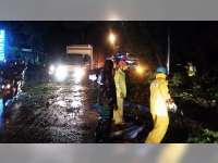 Sebuah Mobil Tertimpa Pohon Roboh di Jalan Raya Kapas Bojonegoro