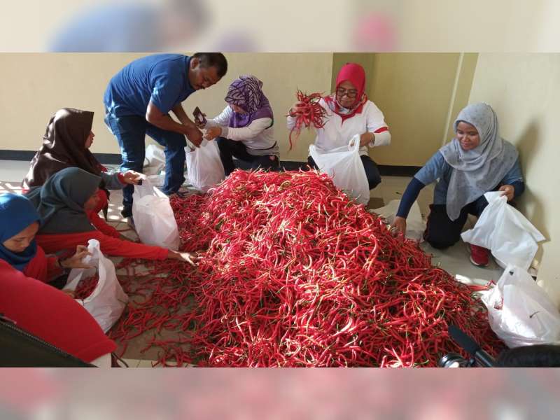 Dinas Pertanian dan Ketahanan Pangan Blora, Borong Cabai Petani
