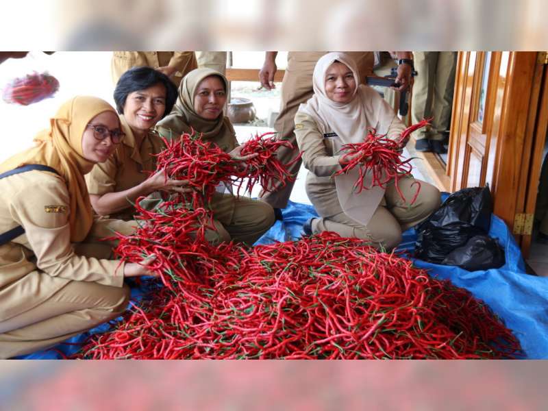 Lagi, Cabai Petani di Blora Diborong ASN