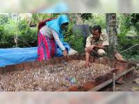 Budidaya Jamur Jenggel Jagung di Blora Terkendala Pemasaran