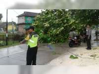 Sejumlah Pohon di Bojonegoro Roboh Diterjang Angin Kencang