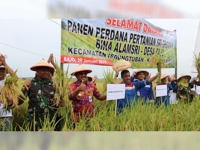 Bupati Blora Bersama Pertamina EP Asset 4 Cepu, Panen Padi Sri Organik