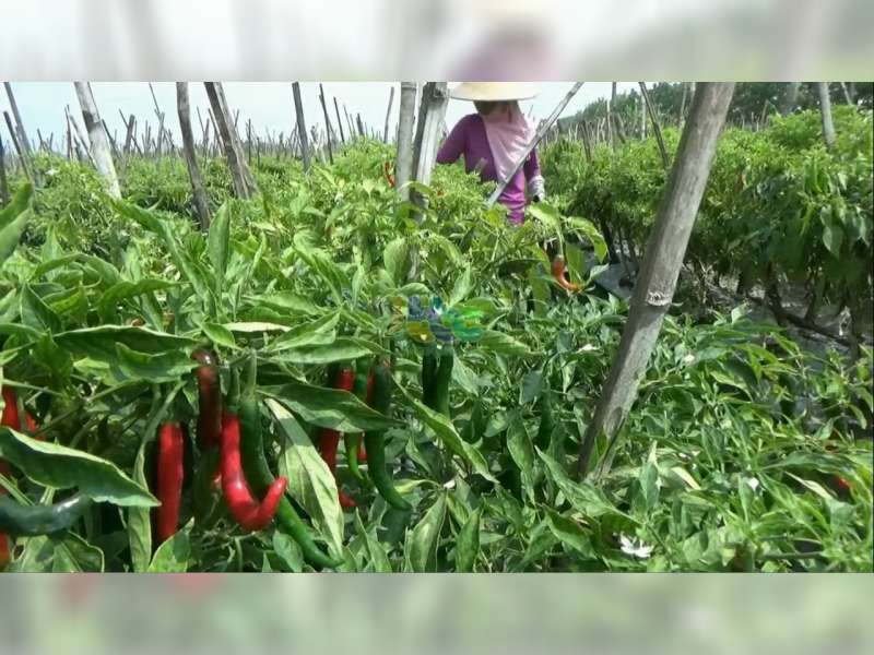 Harga Anjlok, Petani Cabai Merah Besar di Bojonegoro Merugi