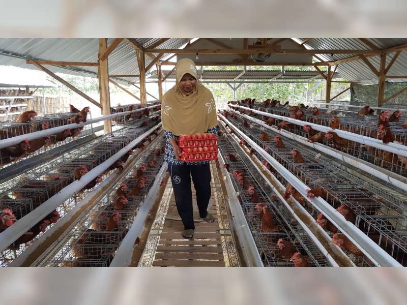 Dari Telur Menetas Ekonomi Produktif